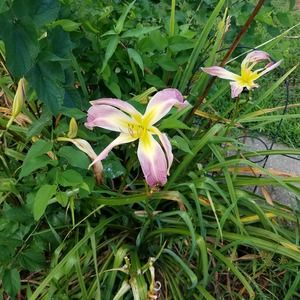 Meet your Posher, Ellen